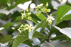 Tabernaemontana pachysiphon